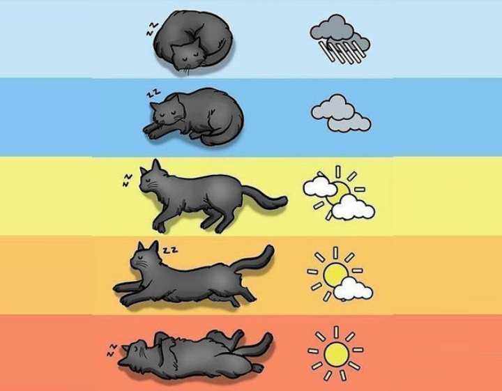 Связь кошки и погоды,