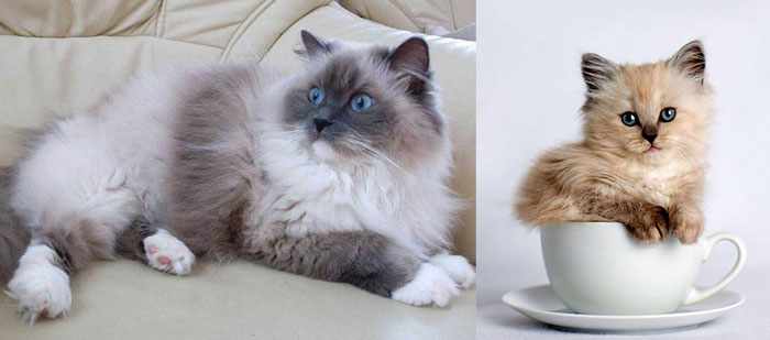 Кошка и котенок в чашке рэгдолл