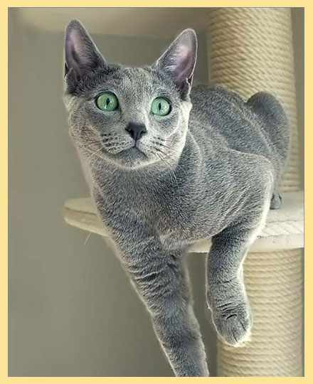Самым популярным видом среди русских кошек издавна считается русская голубая
