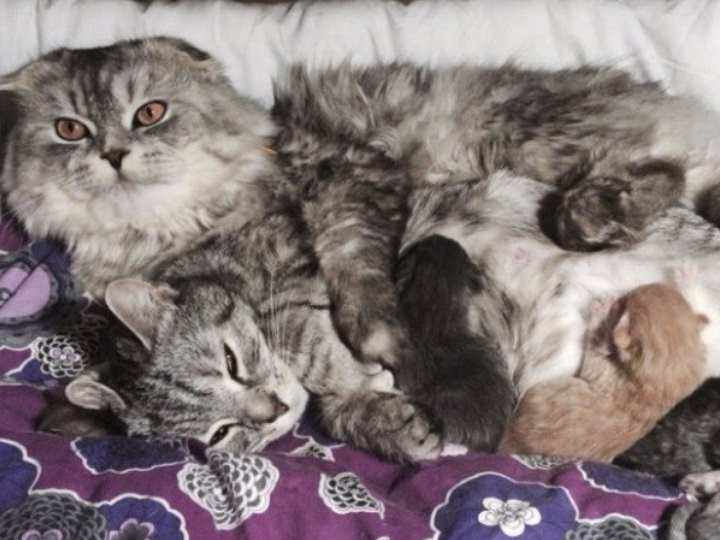 Взрослый скоттиш фолд это обязательно котик с прижатыми к голове ушками