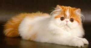Белорыжий котик