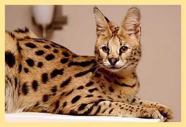 Бенгальская кошка саванна