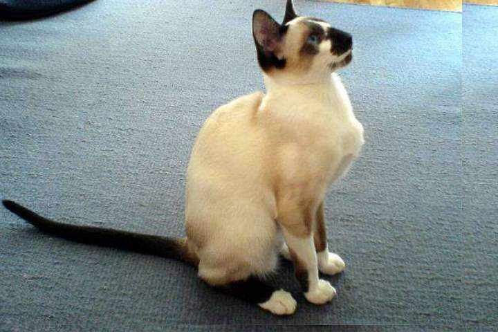 Кошка сиамской разновидности - Сейшельская