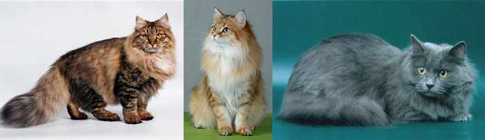 Окрасы сибирской кошки