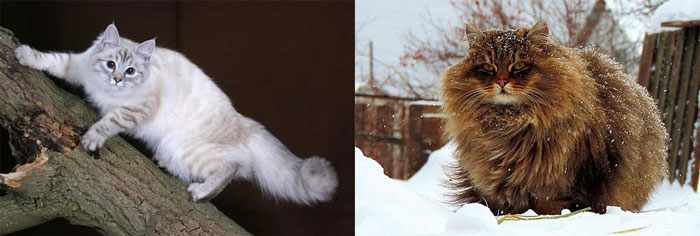 Сибирские кошки гуляют