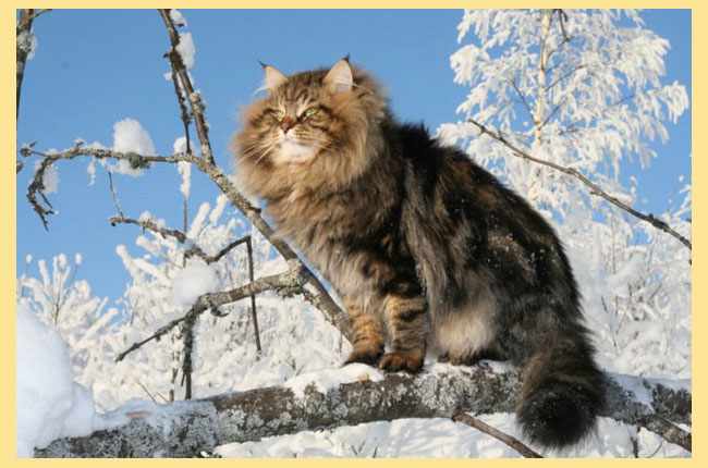 Сибирский кот на снежном дереве