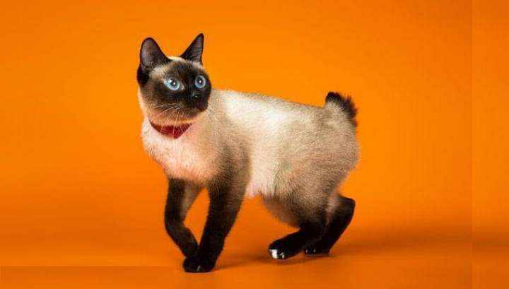 Самая мелкая порода кошек – скиф-тай-дон, весом от 0,9 до 2,5 кг.