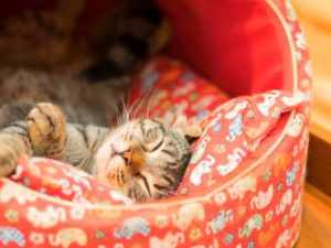Сколько часов спят кошки в сутки: норма для всех возрастов, фазы сна и кошачьи сны, когда бить тревогу при нарушении режима