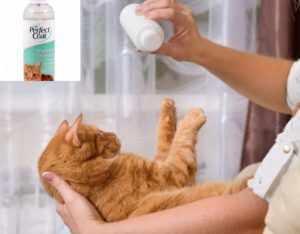15 брендов сухого шампуня для кошек с актуальными ценами и рекомендациями к применению