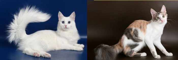 Эффектная красавица — ангорская кошка