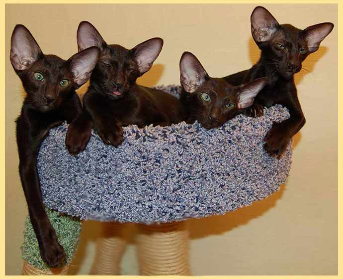 Ориентальные кошки в уголке для кошек