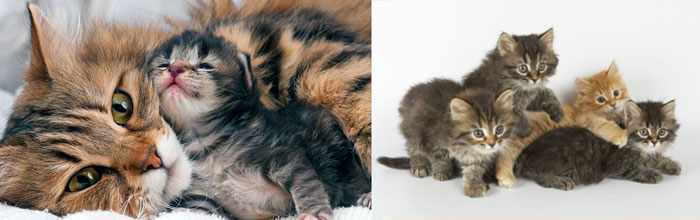 Сибирские котята и кошки