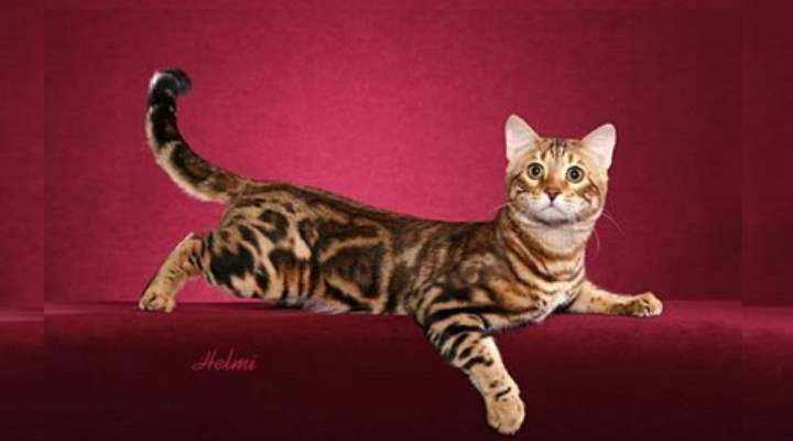 Если вы с детства мечтали о собственном тигре – уссурийский кот создан для вас.