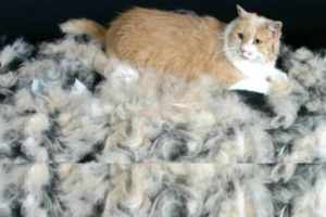 Виды и особенности содержания пушистых котов: вычёсывание, питание и особенная гигиена