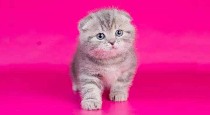 На розовом фоне серый котенок