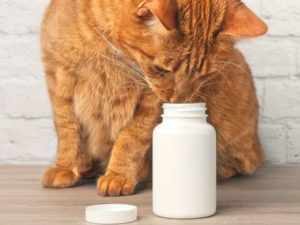 протеин может фигурировать в составе корма для кошек