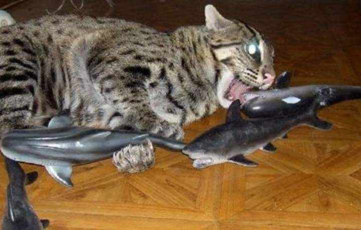 Игрушки кота-рыболова