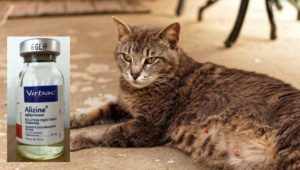 «Скорая помощь» при кошачьих загулах: Подробности выбора +Видео и Фото