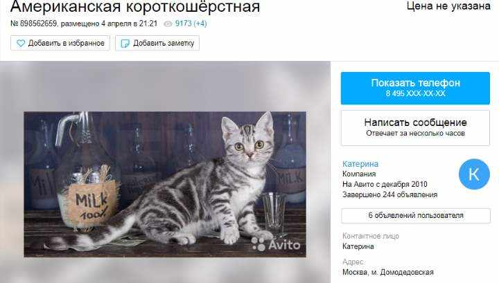 Цена этих редких пока для России кошек довольно высока