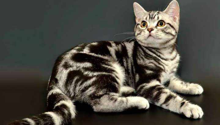 Американская короткошерстная кошка: описание, содержание и уход +Фото и Видео