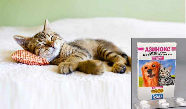 Азинокс для кошек: эффективная борьба с паразитами и вызываемыми ими болезнями +Фото и Видео