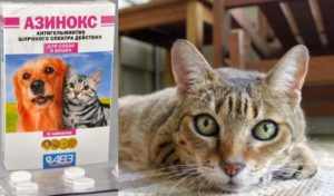 Азинокс для кошек: эффективная борьба с паразитами и вызываемыми ими болезнями +Фото и Видео