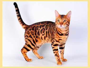 Кошка бенгальская