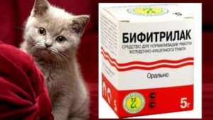 Лечение поноса у котят