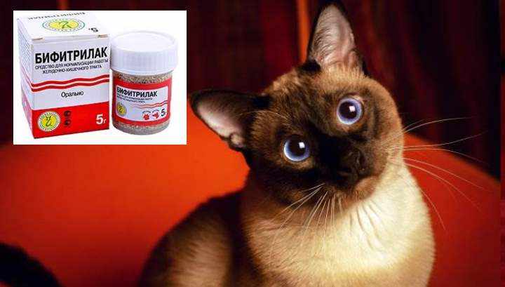 Лечение жкт у сиамских кошек