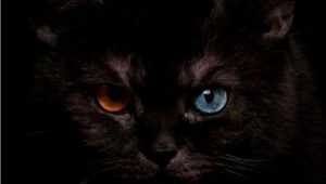 Разные глаза у черного кота