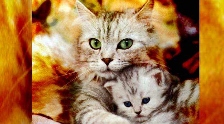 Кошка с младенцем