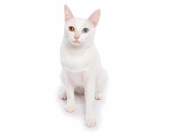 Као-мани: как выглядит порода из Сиама, характер, фото и цена редких котят