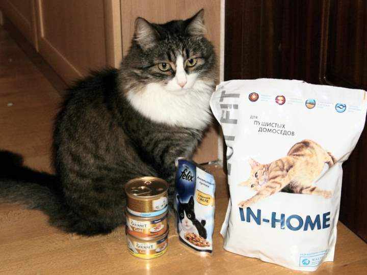 Кошка выбирает корма Перфект Фит для кошек