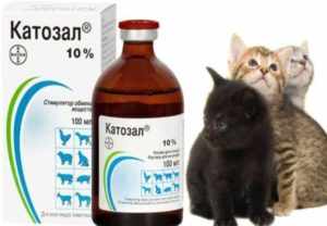 Для кошек витамин В12
