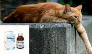 «Кетофен» для кошек- Почему используется? Отзывы и инструкция +Фото и Видео