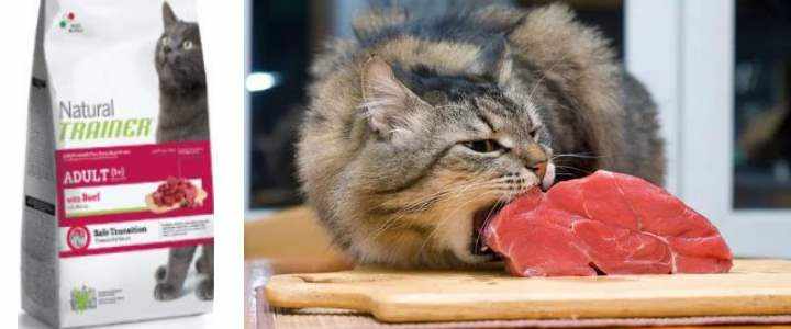 Кот ест мясо