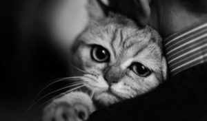 Кошка прощается с хозяином