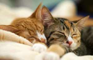 2 сонные кошки