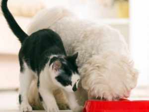 Собачий корм свежее того, что предложен в конкретный момент кошке.
