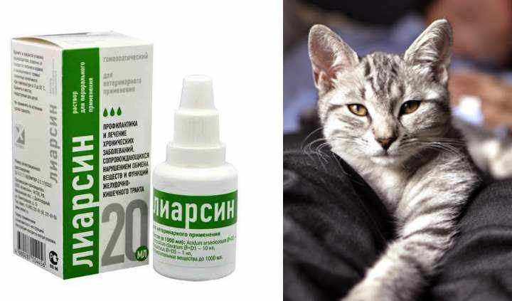 Гомеопатия для лечения кошек на примере приема Лиарсина: Инструкция +Фото и Видео