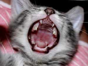 Полная смена молочных зубов у кошек и котов