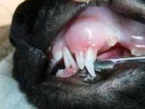 Взрослый кот к 10 месяцам должен обзавестись полным набором из тридцати постоянных зубов.