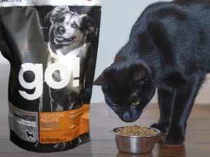 Текущий кошачий корм более скуден по наполнению и кошка ест собачий, потому что ей он больше подходит.