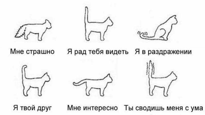 Схема кошачьего поведения