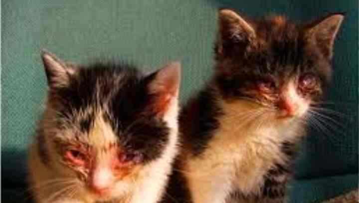 Ринотрахеит у кошек – чем опасен кошачий герпес и как определить, что произошло заражение