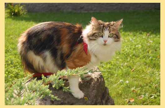 Кошка сибирская на дереве