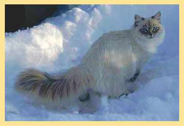 Сибирский котик на снегу