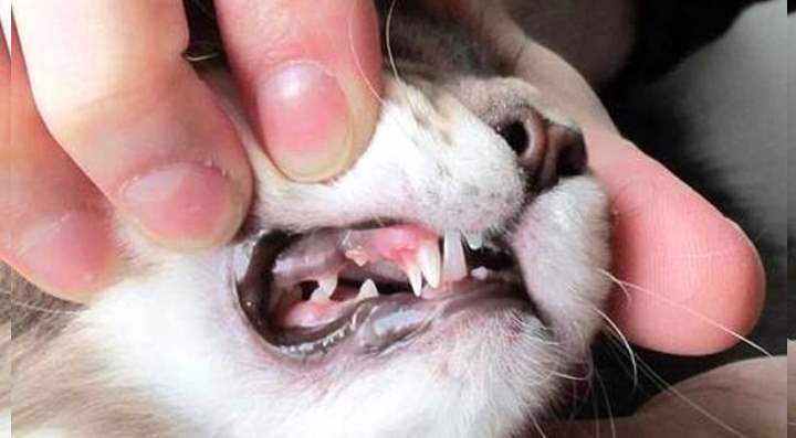 Растет зуб у кота