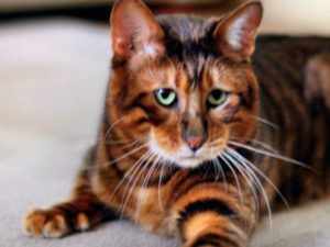 ТОП-25 самых дорогих кошек в мире – общеизвестные породы, гибриды и одомашненные дикие кошки