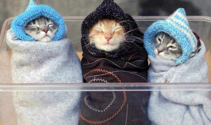 Котята в одеялах